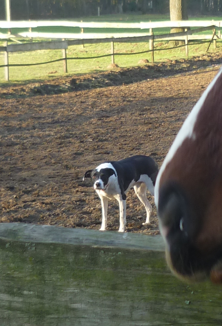 Ringo (Border Collie, Pointer) Border Collie Pointer 