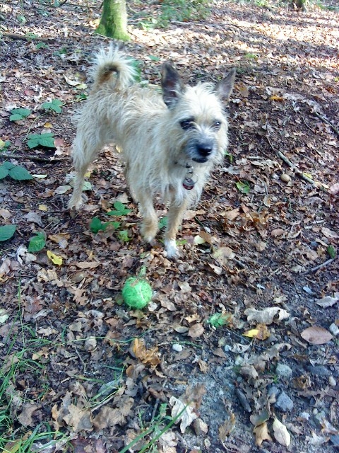 Jodie (Jack Russell Terrier, Tibet Terrier) Jack Russell Terrier Tibet Terrier 