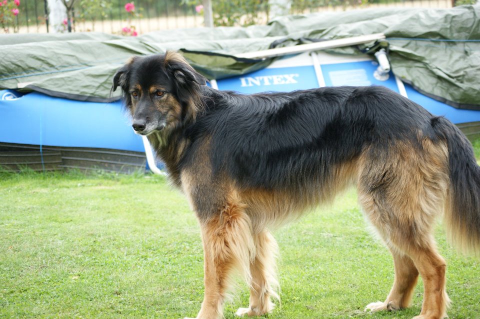 Arco (Berner Sennenhund, Deutscher Schäferhund) Berner Sennenhund Deutscher Schäferhund 