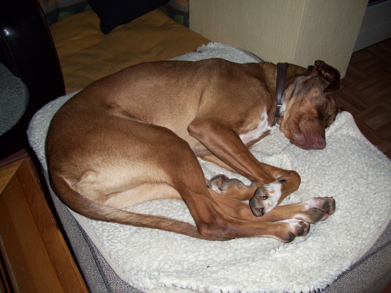 Falcone (Pointer, Podenco) Podenco Pointer 