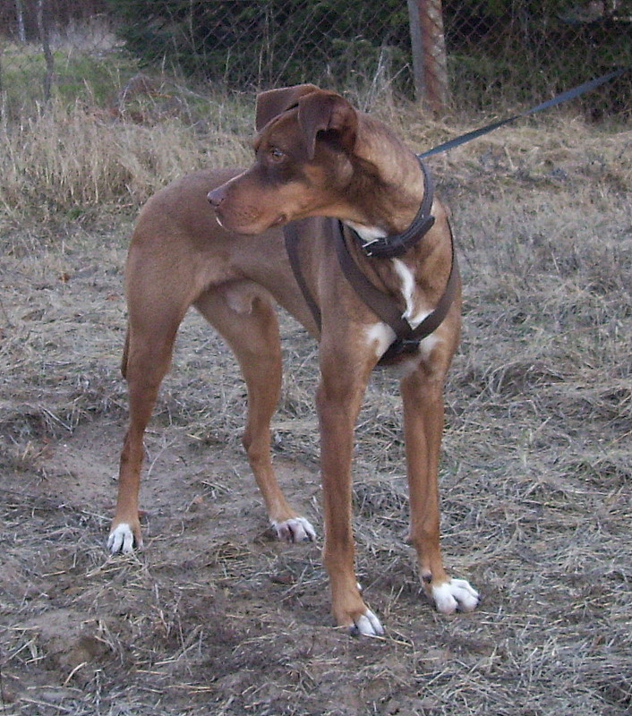 Falcone (Pointer, Podenco) Podenco Pointer 