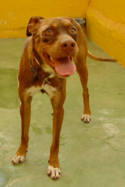 Falcone (Pointer, Podenco) Podenco Pointer 