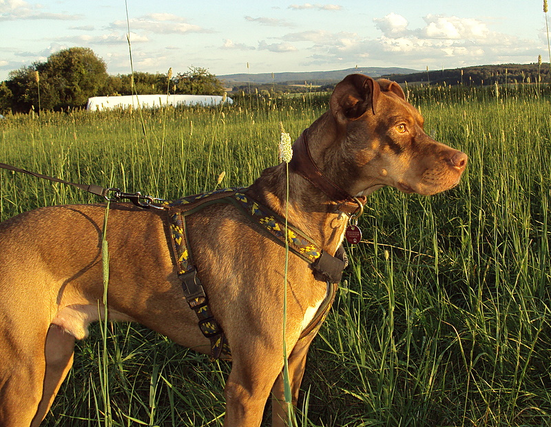 Falcone (Pointer, Podenco) Podenco Pointer 