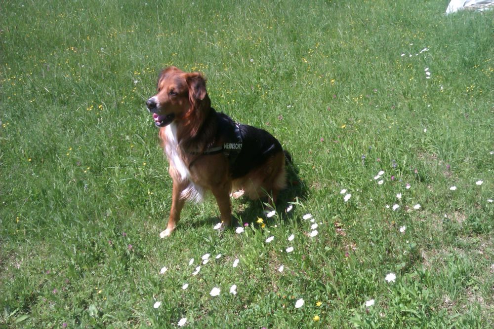 Cliff (Berner Sennenhund, Deutscher Schäferhund) Berner Sennenhund Deutscher Schäferhund 