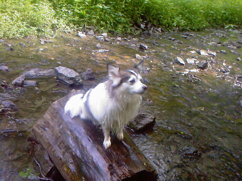 Crissi (Jack Russell Terrier, Spitz) Jack Russell Terrier Spitz 