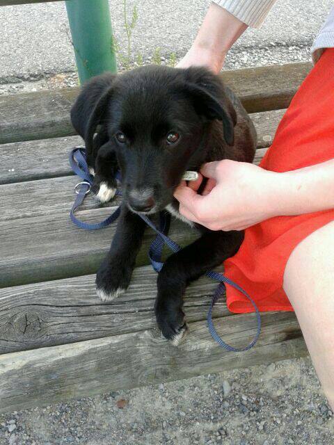 Floppy (Border Collie, Labrador) Border Collie Labrador 