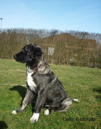 Cello (Australian Shepherd, Golden Retriever, Labrador) Australian Shepherd Golden Retriever Labrador 