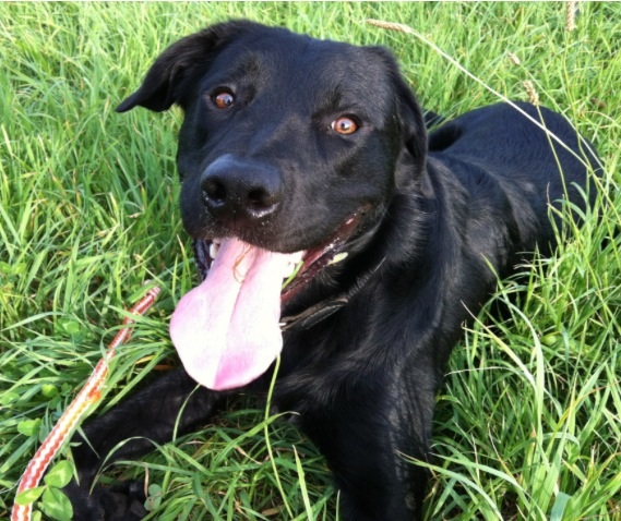 Lucky (Border Collie, Labrador) Border Collie Labrador 