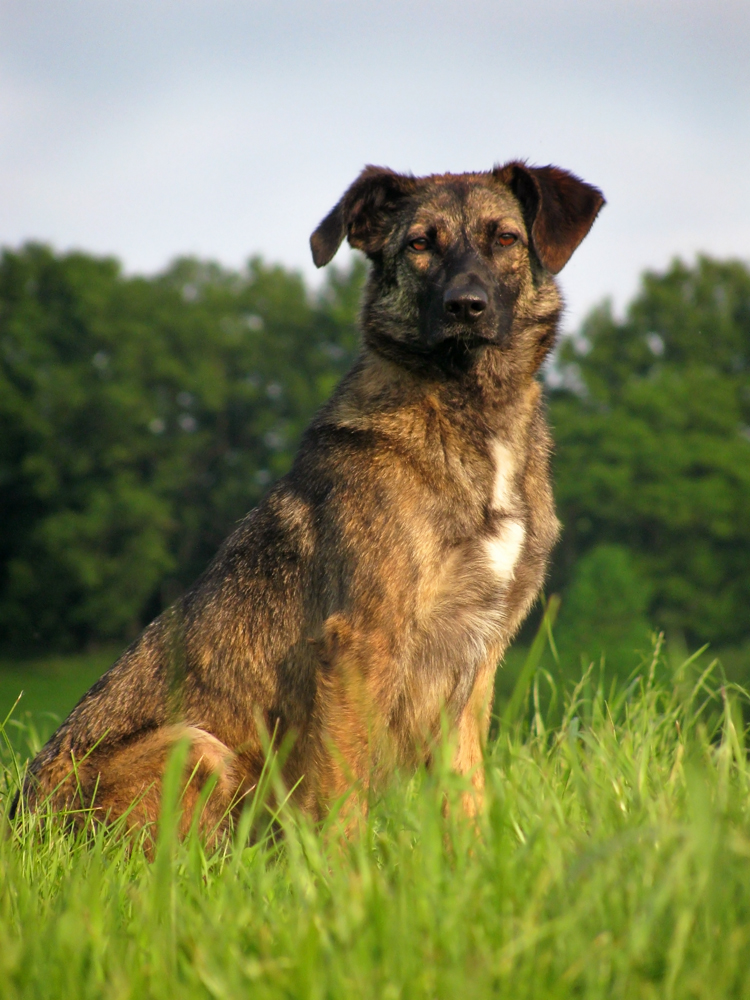 Suri (Unbekannt) Unbekannt 