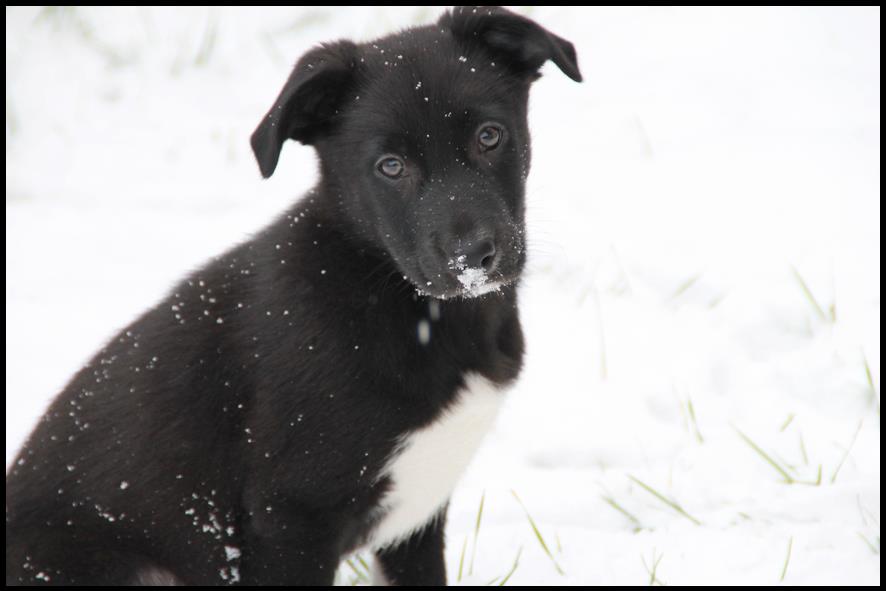 Keah (Australian Shepherd, Labrador) Australian Shepherd Labrador 