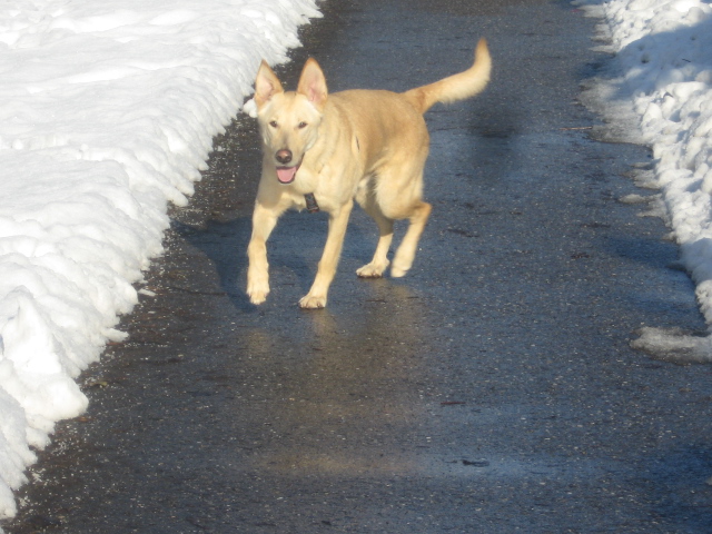 X (Malinois, Siberian Husky) Malinois Siberian Husky 