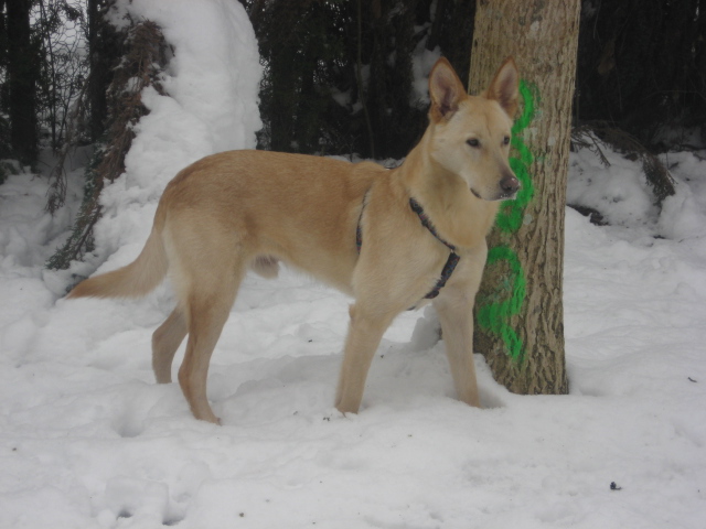 X (Malinois, Siberian Husky) Malinois Siberian Husky 