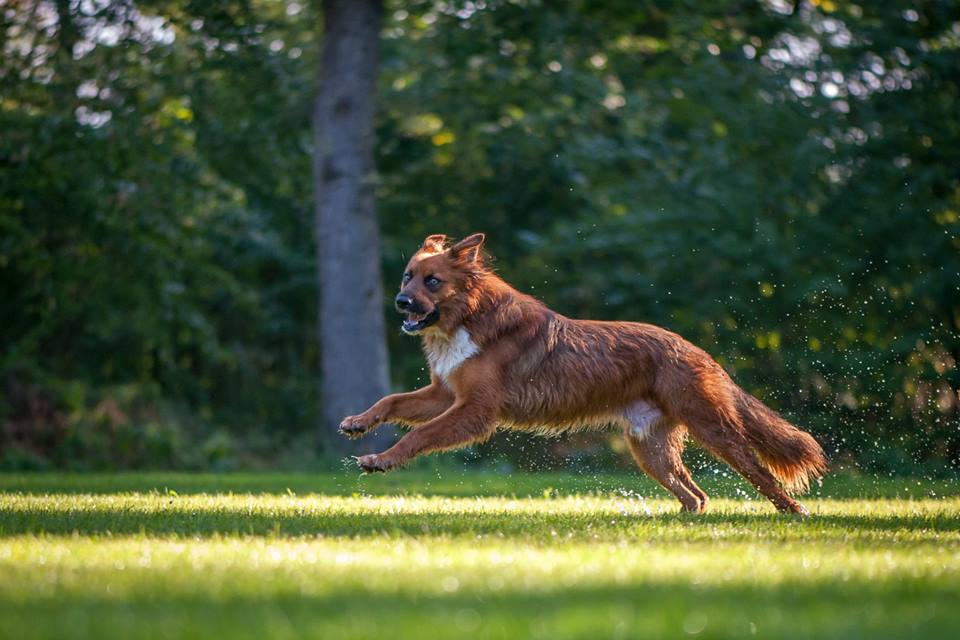 Kenai (Unbekannt) Unbekannt 